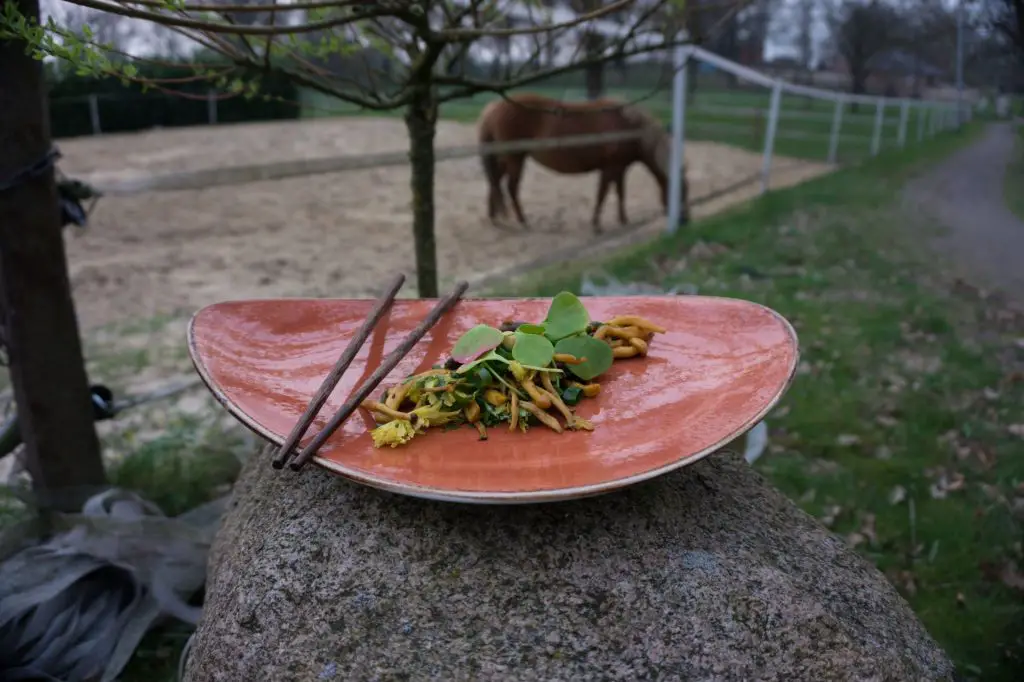 Pilzsalat mit Pferd